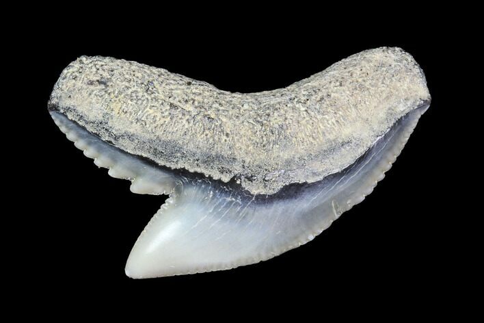 Colorful Fossil Tiger Shark (Galeocerdo) Tooth - Virginia #87912